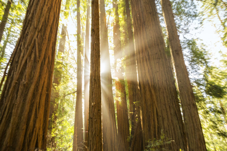 Sun Shining Through Giant Redwoods
